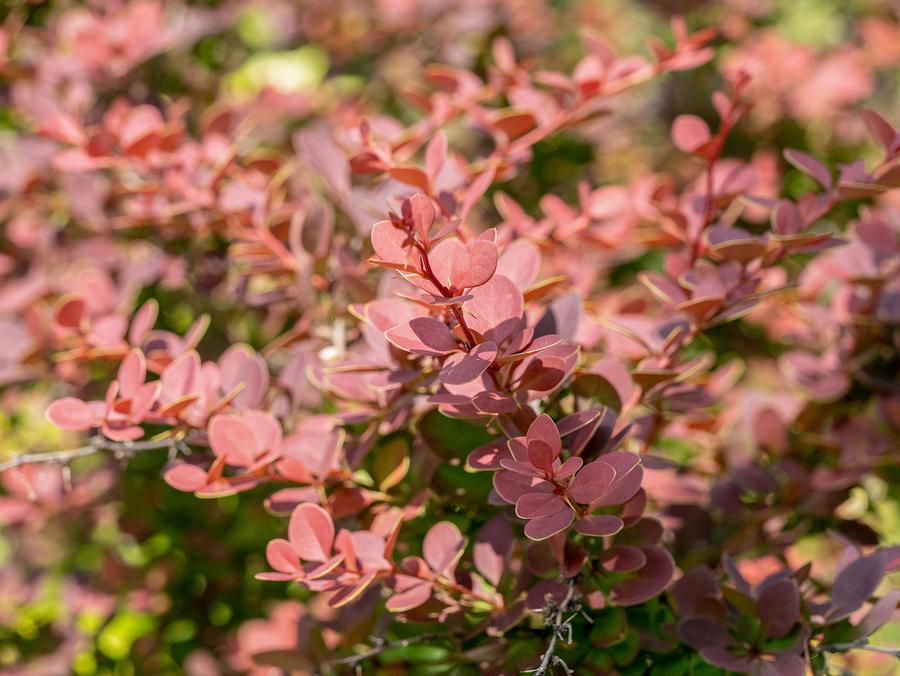 Don’t Plant These Shrubs in Your Yard